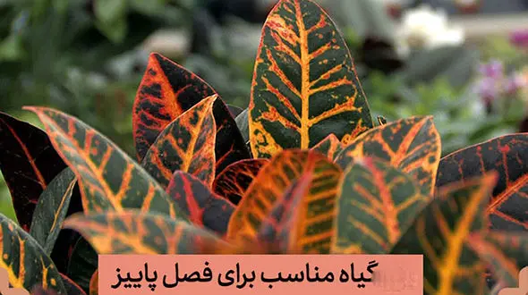 گیاهان آپارتمانی مناسب در پاییز و زمستان + ویژگی ها و خواص هریک و نحوه نگهداری 