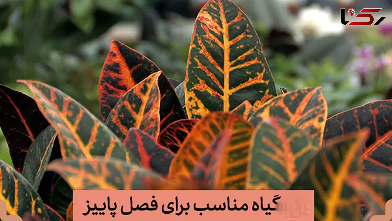 گیاهان آپارتمانی مناسب در پاییز و زمستان + ویژگی ها و خواص هریک و نحوه نگهداری 