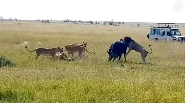 فیلم /  شیر نر مثل آب خوردن یک گاومیش بزرگ را شکار کرد