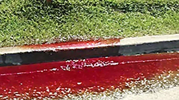 ماجرای عجیب جاری‌ شدن خون از یک گورستان