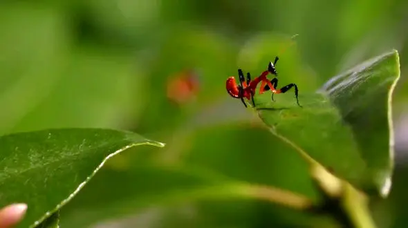 ببینید / نماهنگ بی کلام آرامش بخش با تصاویر زیبایی از طبیعت و حیوانات + فیلم 