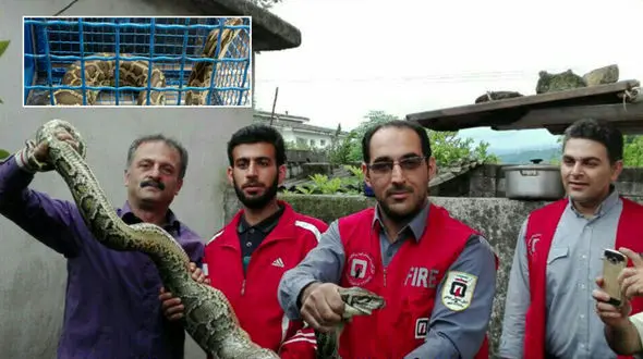 فیلم لحظه شکار مار پیتون 20 کیلویی در رامسر + عکس