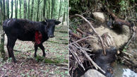  حمله پلنگ گرسنه به 17 گاو در شفت+ عکس