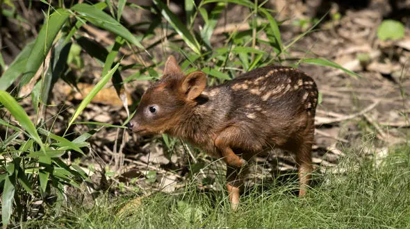 کوچکترین گونه گوزن جهان را ببینید +عکس دیدنی 