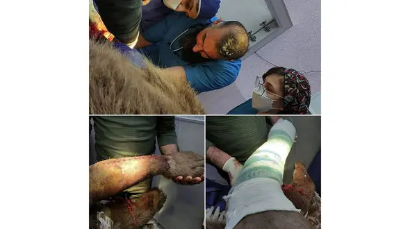 گچ گرفتن پای خرس قهوه‌ای  + عکس  ها / در اسلام آباد غرب