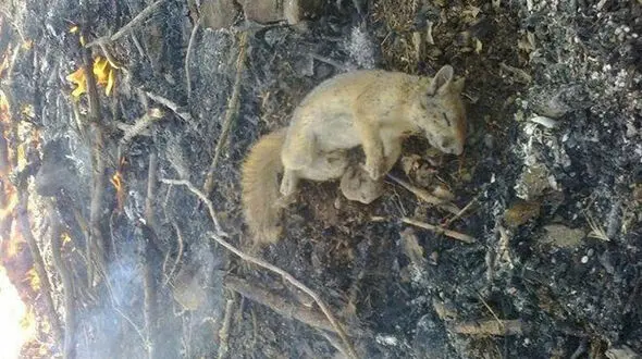اظهارات مدیرکل حفاظت محیط زیست کردستان درباره آتش‌سوزی شاهو +تصاویر