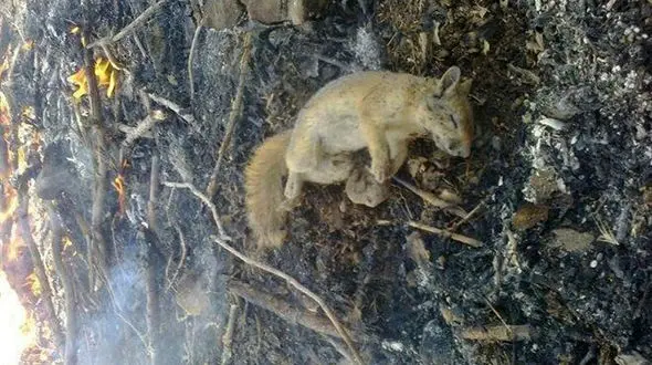 اظهارات مدیرکل حفاظت محیط زیست کردستان درباره آتش‌سوزی شاهو +تصاویر