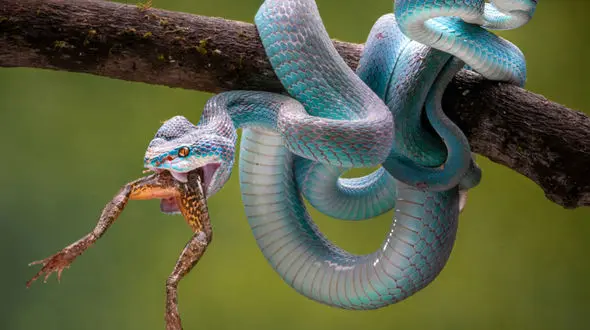 عکس / این قورباغه طعمه مار شد