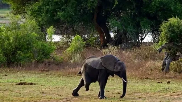 عکس های دردناک از زندگی یک فیل با یک پا 