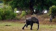 عکس های دردناک از زندگی یک فیل با یک پا 
