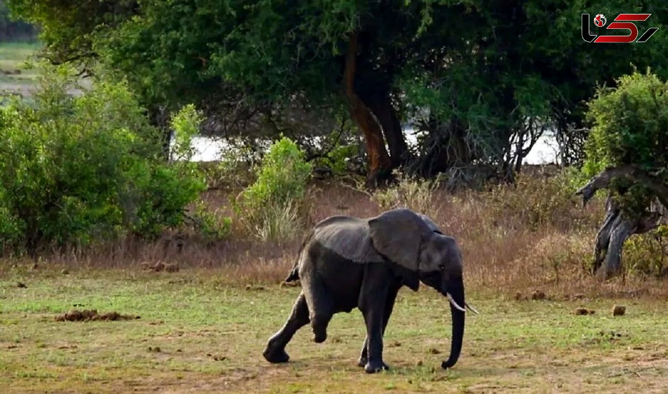 عکس های دردناک از زندگی یک فیل با یک پا 