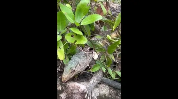 نبرد مرگبار: شاه‌ کبرا در برابر بزمجه غول‌ پیکر / فیلم