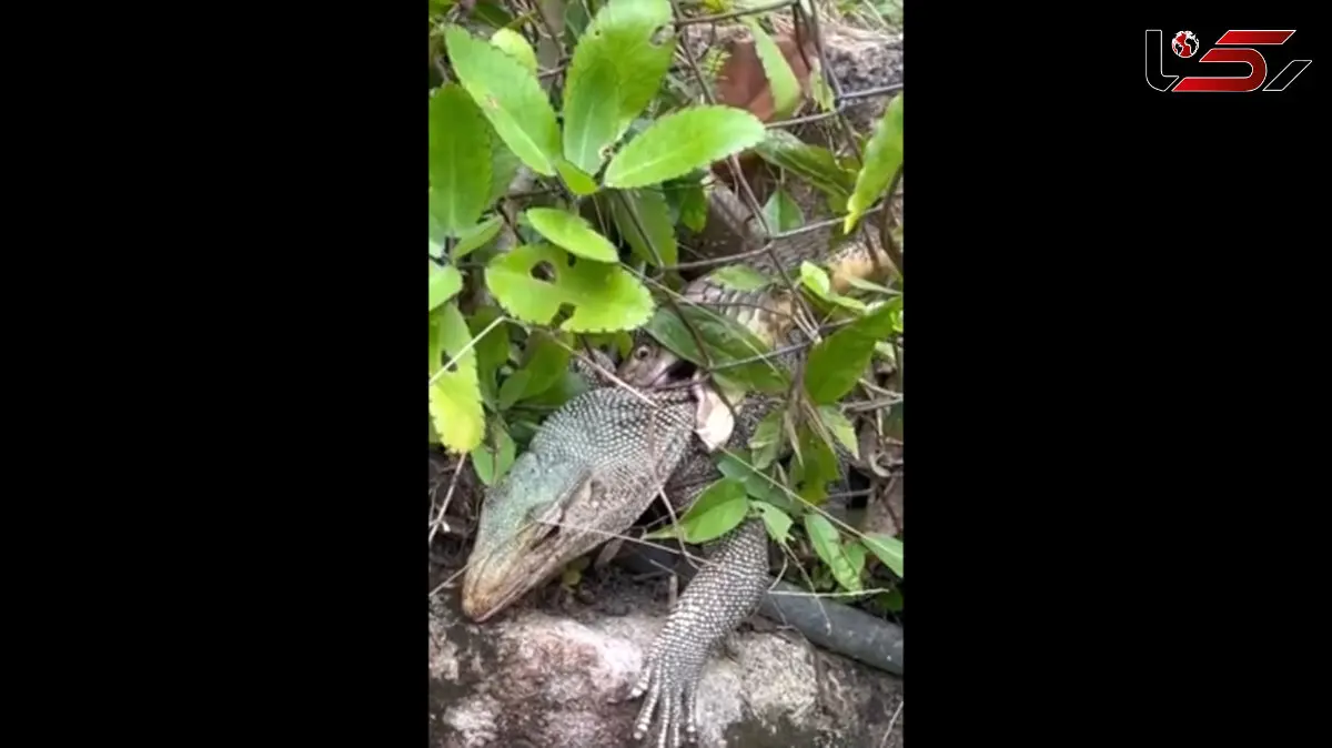 نبرد مرگبار: شاه‌ کبرا در برابر بزمجه غول‌ پیکر / فیلم