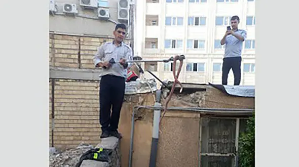 این مار سمی سرخ ۲ متری در سقف خانه یک زنجانی لانه کرده بود +عکس