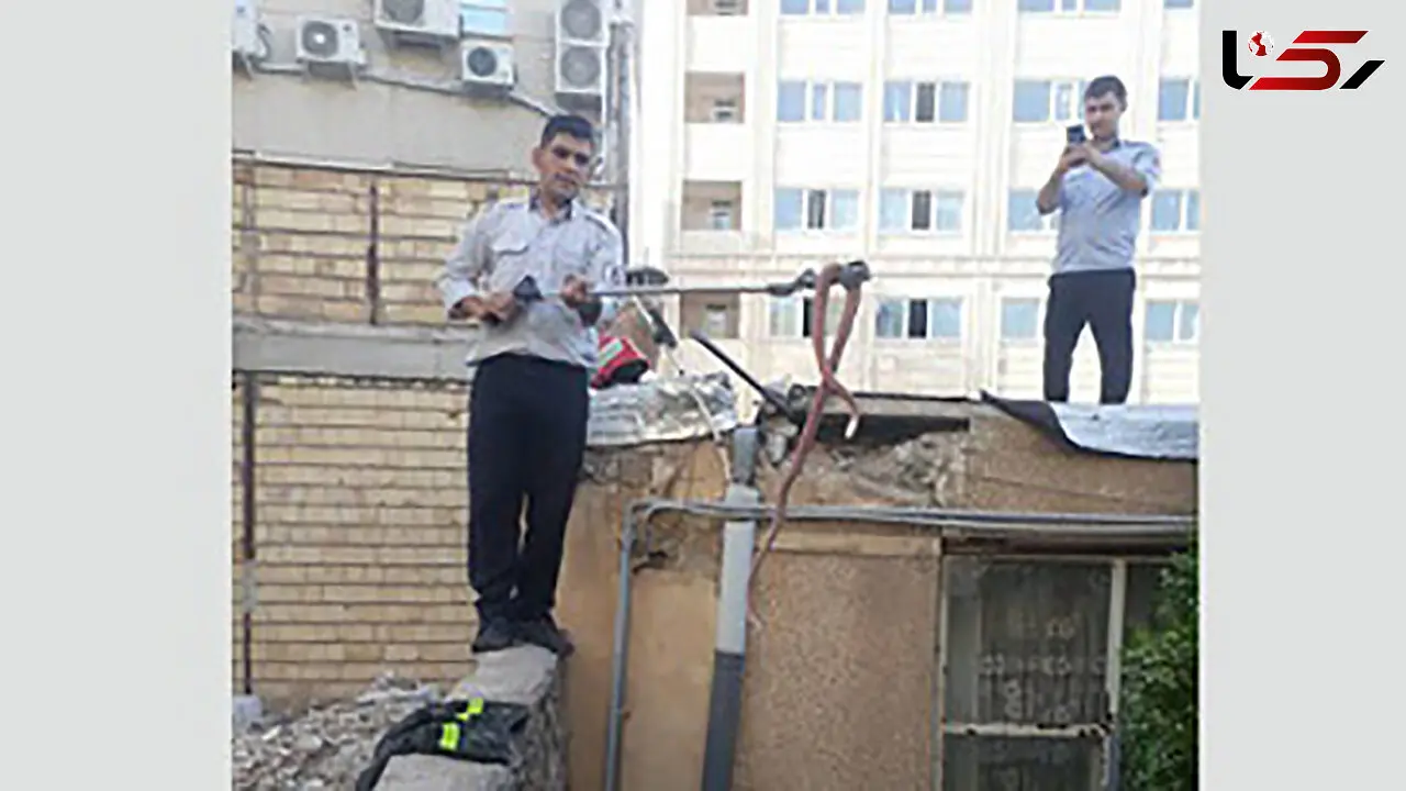 این مار سمی سرخ ۲ متری در سقف خانه یک زنجانی لانه کرده بود +عکس