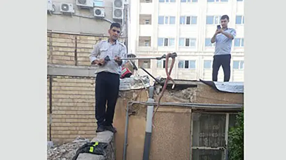 این مار سمی سرخ ۲ متری در سقف خانه یک زنجانی لانه کرده بود +عکس
