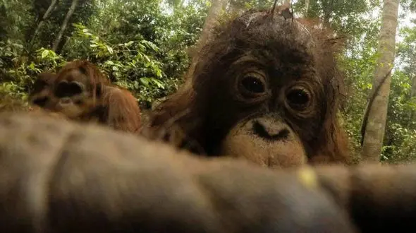 اورانگوتان دوربین را ربود و از خودش سلفی گرفت + تصاویر