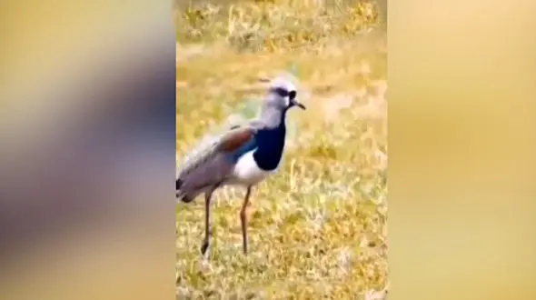 از این پرنده لیزر می بارد + فیلم 