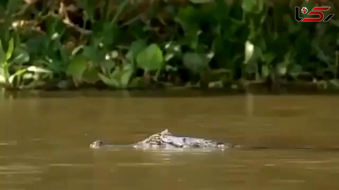 شکار تمساح در پرش بلند پلنگ ! + فیلم