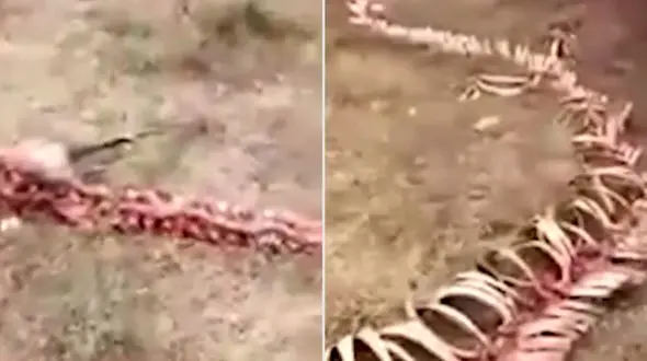 کشف اسکلت موجودی شبیه اژدها در چین + فیلم