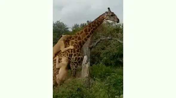 لحظه شکار زرافه توسط شیرها + فیلم 