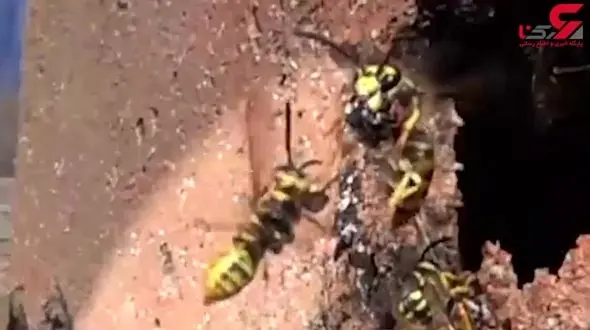 فیلم جالب و دیدنی از صحنه آهسته تصادف زنبورها در هوا + فیلم 