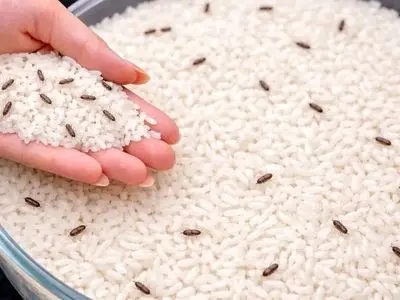 بهترین روش طبیعی برای از بین بردن شپشک برنج و نگهداری طولانی مدت