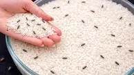 بهترین روش طبیعی برای از بین بردن شپشک برنج و نگهداری طولانی مدت