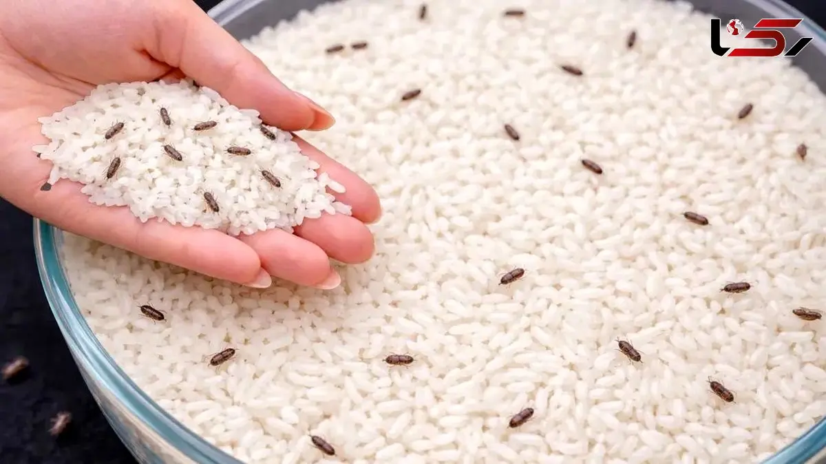 بهترین روش طبیعی برای از بین بردن شپشک برنج و نگهداری طولانی مدت
