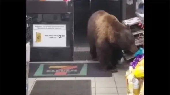 ببینید / دزدی خنده‌دار خرس گریزلی از یک سوپرمارکت + فیلم