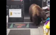 ببینید / دزدی خنده‌دار خرس گریزلی از یک سوپرمارکت + فیلم
