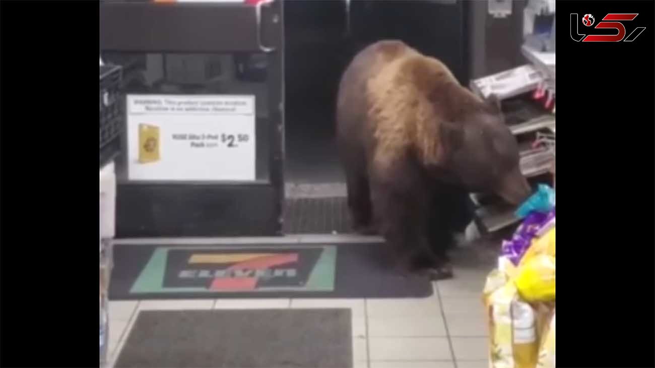 ببینید / دزدی خنده‌دار خرس گریزلی از یک سوپرمارکت + فیلم