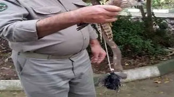 تخریب بیش از 200 تله شکار غیرمجاز در گیلان