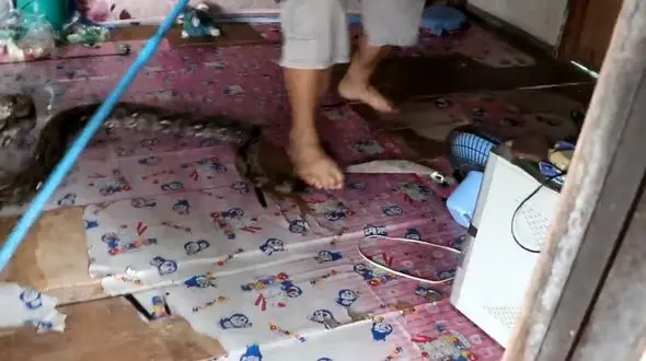 نیش زدن  پای امدادگر هنگام خارج کردن مار از خانه + فیلم