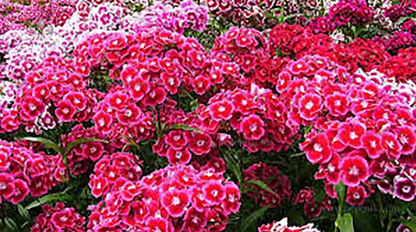 فال ابجد امروز / 9 مهر ماه + فیلم 