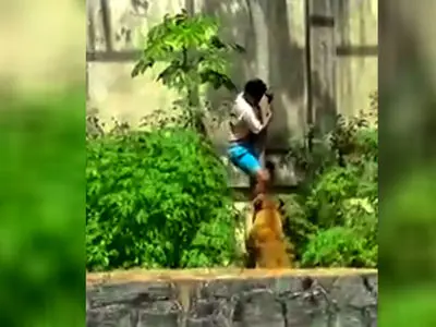 فیلم لحظه خورده شدن پسر جوان توسط شیر جلوی چشم جمعیت وحشت زده / خودش داخل مقر شیر شد / جوان شرور همه را شوکه کرد ....