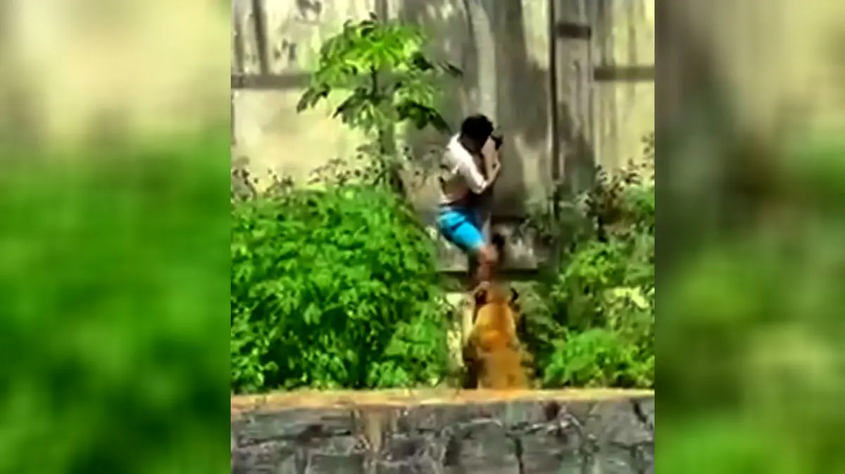 فیلم لحظه خورده شدن پسر جوان توسط شیر جلوی چشم جمعیت وحشت زده / خودش داخل مقر شیر شد / جوان شرور همه را شوکه کرد ....