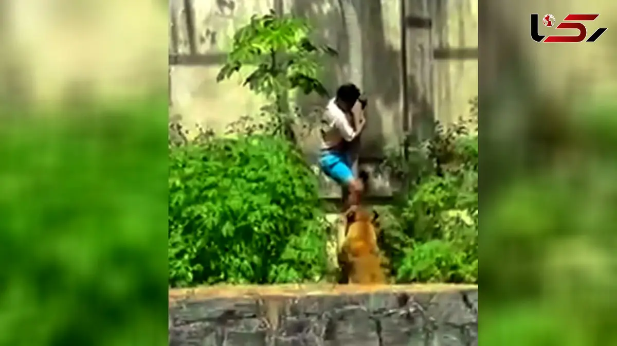 فیلم لحظه خورده شدن پسر جوان توسط شیر جلوی چشم جمعیت وحشت زده / خودش داخل مقر شیر شد / جوان شرور همه را شوکه کرد ....