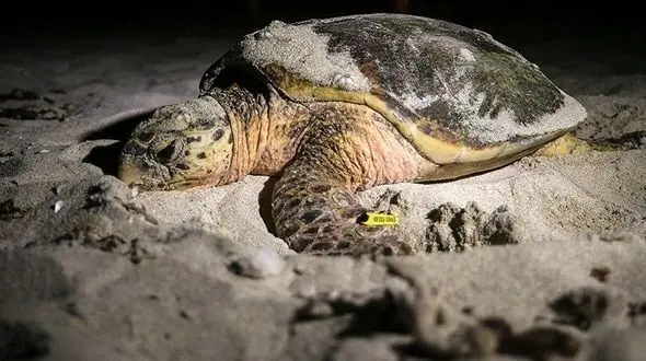 فروش خطرناک و میلیونی تماشای تخم‌گذاری لاک‌پشت‌ها در هرمزگان / حافظان محیط زیست به میدان آمدند! + فیلم دیدنی