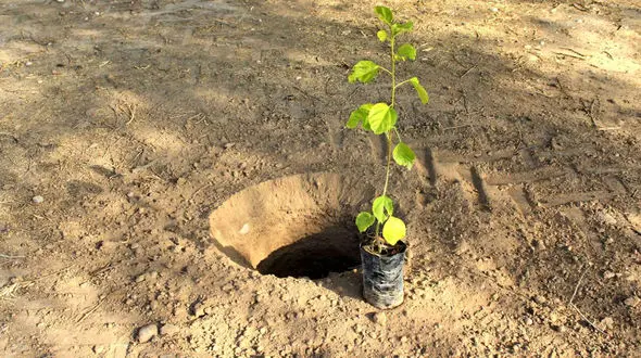 طرح «کاشت یک میلیارد درخت» محکوم به شکست است/  کاشتن نهال های غیربومی خطر جدی برای اکوسیستم طبیعی است