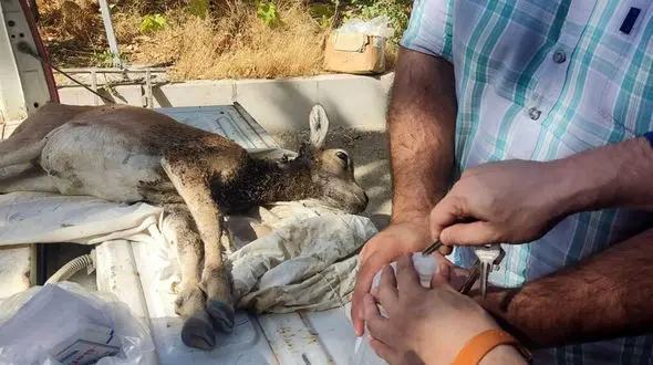 نجات بره میش زخمی در شمیرانات / حمله شغال یا سگ‌های بلاصاحب؛ علت جراحت