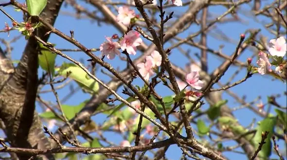 درختان در ژاپن مردم را شوکه کردند + فیلم 