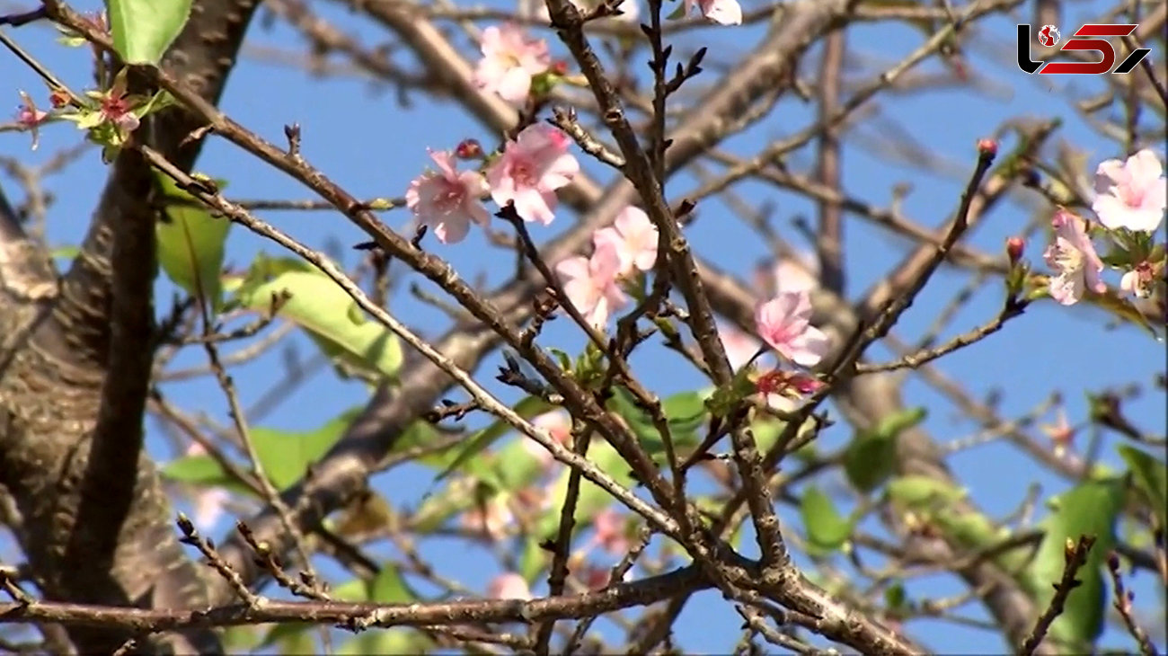 درختان در ژاپن مردم را شوکه کردند + فیلم 