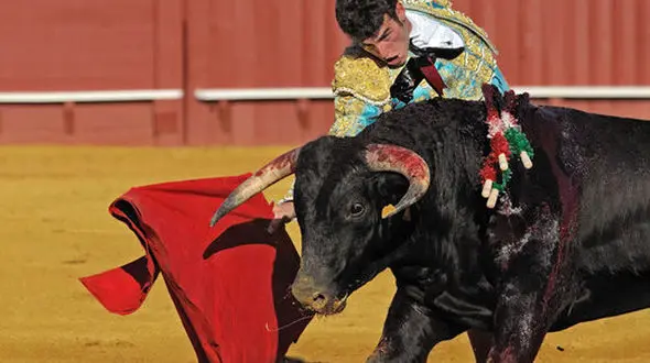 ببینید / لحظه تماشایی ضربه فنی شدن یک گاو وسط میدان توسط یک گاوچران حرفه‌ای! + فیلم
