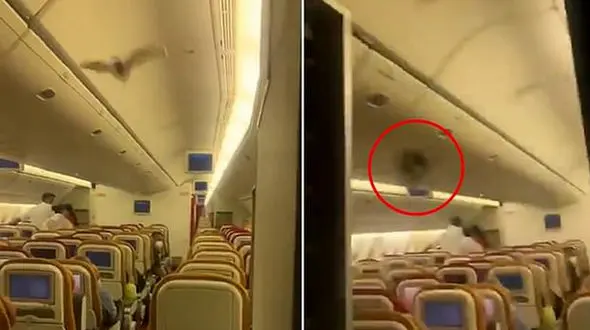 فرود اضطراری هواپیما بخاطر پرواز خفاش در کابین مسافران+ فیلم 