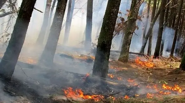 مهار آتش سوزی جنگل ها و مراتع لرستان/ مدیر روابط‌عمومی منابع طبیعی و آبخیزداری خبر داد