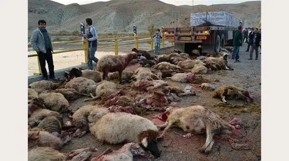 عکسی دلخراش از یک گوسفند بالای سر جنازه گوسفندان لت و پار شده! / در همدان چه گذشت؟