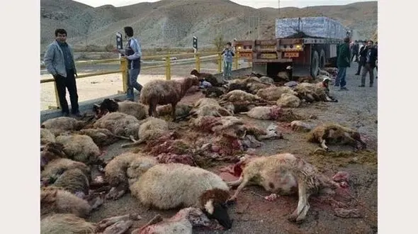 عکسی دلخراش از یک گوسفند بالای سر جنازه گوسفندان لت و پار شده! / در همدان چه گذشت؟