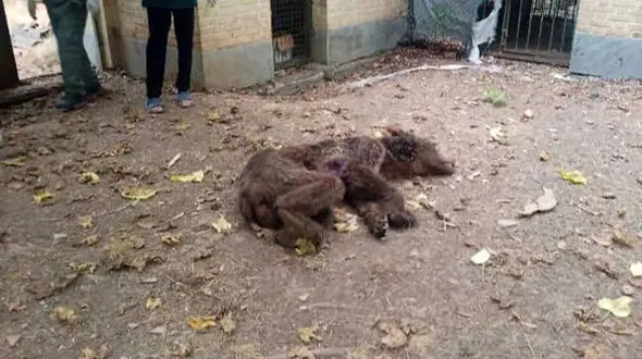 تلف شدن ۲ خرس قهوه‌ای در آمل بر اثر اصابت گلوله / پیگیری قضایی آغاز شد