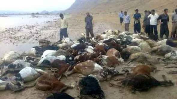  46 گوسفند غذای لذیذ گرگ های گرسنه شدند